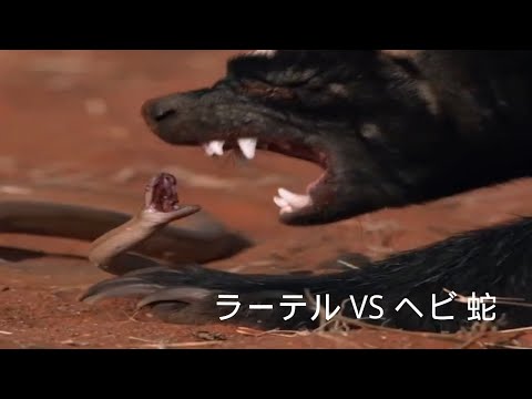 ヘビを食べる動物