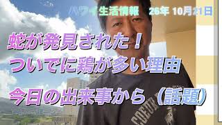 ハワイ生活情報　へび捕獲！！　野生の鶏が多い理由　今日の出来事から