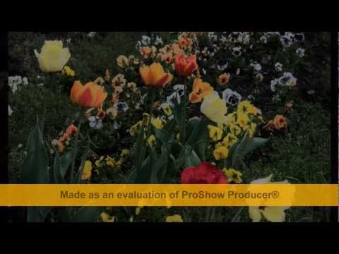 Maria Krupoves - Friling // Yiddish song - Orchestra