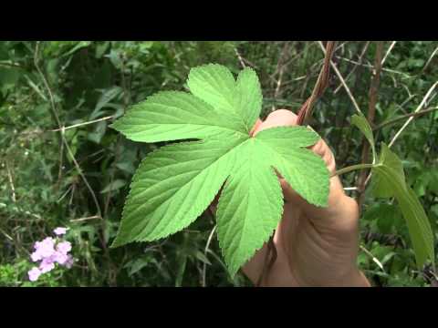 Japanese Hop, identification of the Wisconsin Invasive Species Humulus japonicas