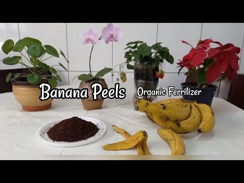 Banana Peels Fertilizer quick Free and easy