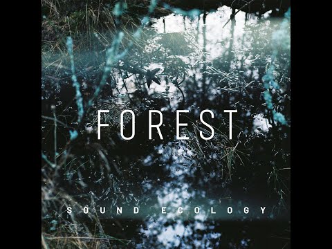 Forest. Sound Ecology | Synaesthesis