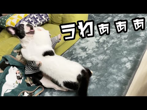 これぞニャン柔術！２倍以上デカイ犬の倒し方が凄い！【フレンチブルドッグ・ボストンテリア・エキゾチックショートヘア】