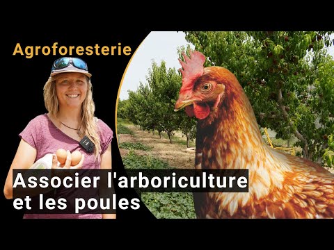 , title : 'Agroforesterie: Associer production fruitière et élevage de volailles'