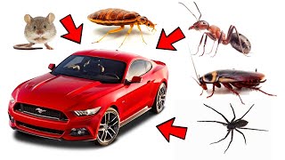 How to Get Rid of Pests (Cockroaches, Ants, Spiders, Rodents, Bedbugs) in Your Car