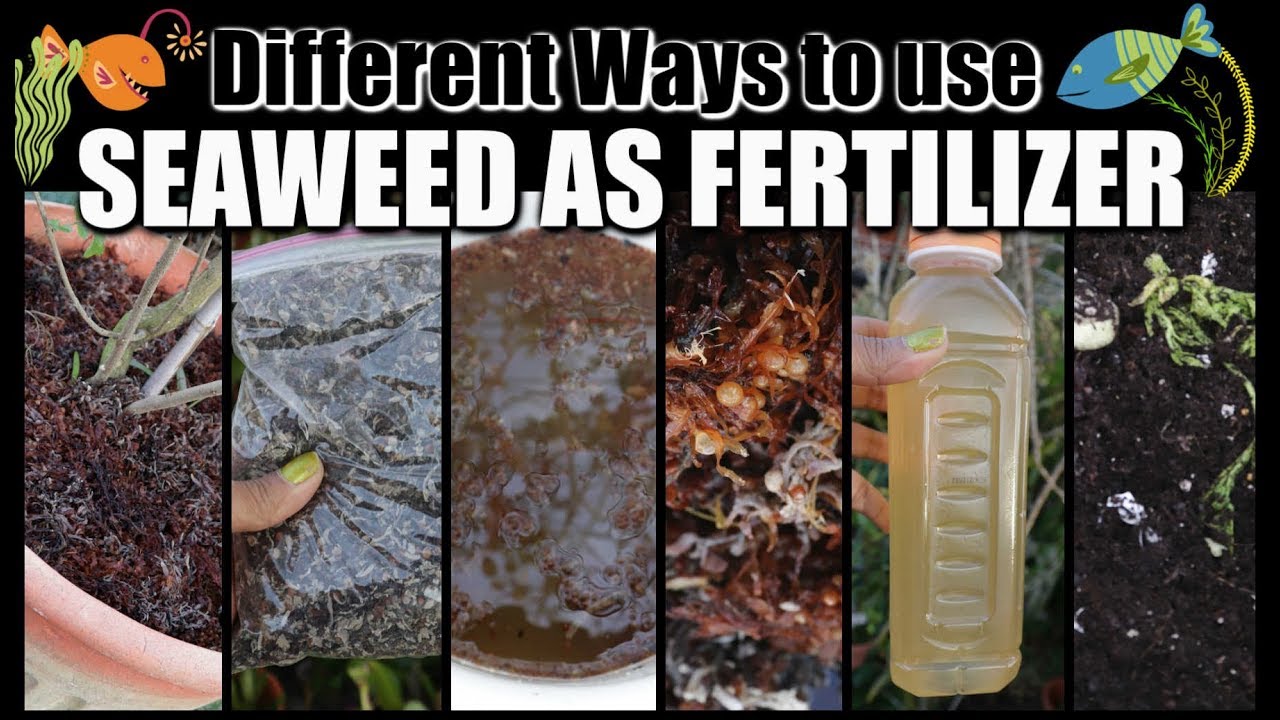 HOW TO USE: Seaweed as Organic Fertilizer, Mulch, Compost & Tea - Organic Natural Fertilizer