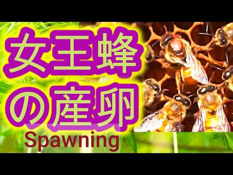経済学科 晴蜂雨読 53／女王バチによる産卵の実際の映像 (2025年5月、その3)／山崎亮一／日英字幕／Queen bee laying eggs (May 2025)／R Yamazaki／Sub