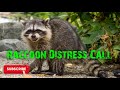 Predator Hunting Call - Raccoon Distress - 5 Mins - Free Download