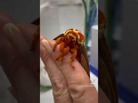 Once let a huge moth climb into the palm of my hand on a very cold day.  When it became warm again.  It flew away before it was laying on the ground dying.