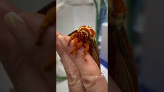 Download lagu Royal Walnut Moth female mp3