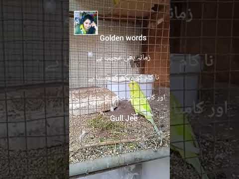 @Achi bataain  , status quotes ,gull jee #sabika sabi#Amazing Urdu Quotes | zamana