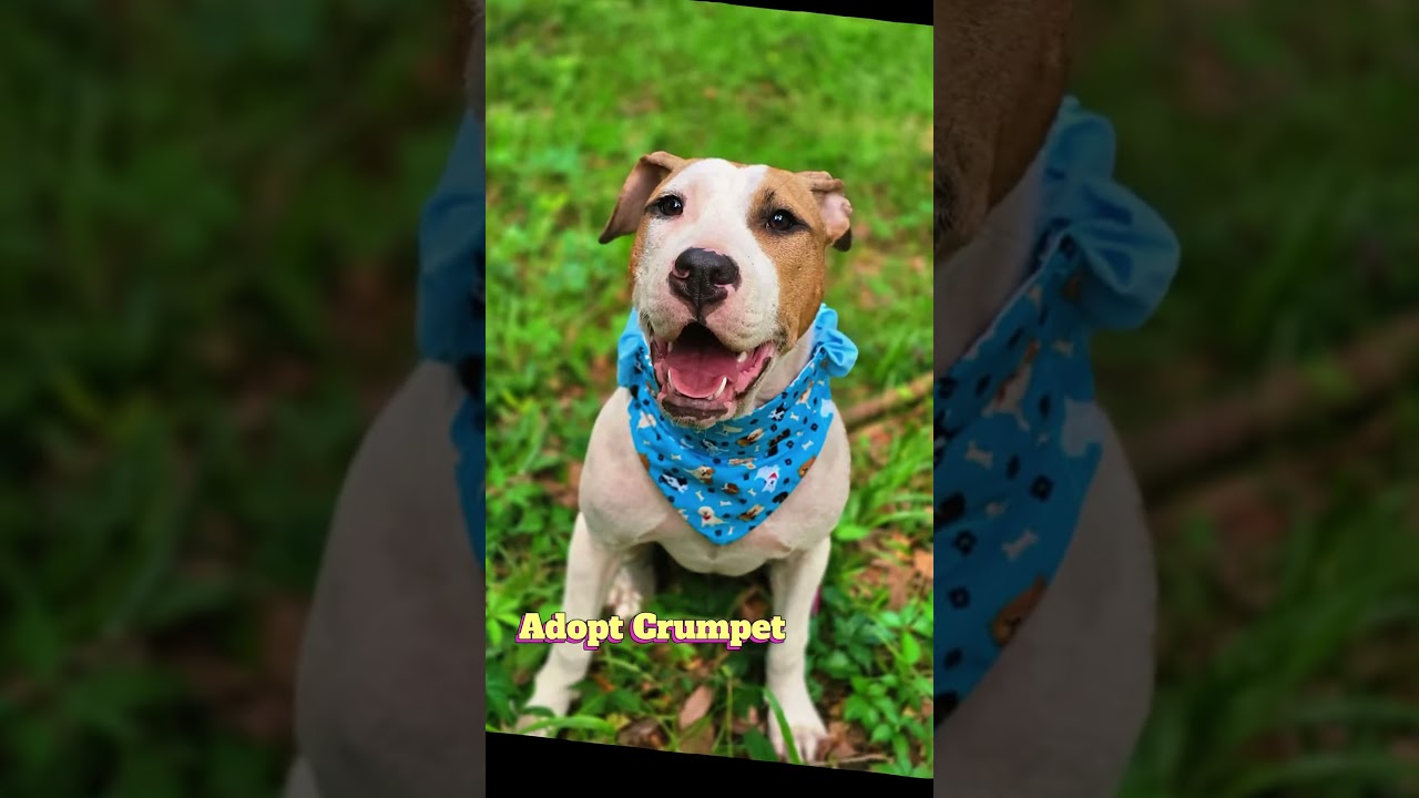 Enlarge Crumpet, a ADOPTABLE mixed breed in Milton, FL video 6/6