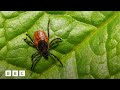 The devastating impact of a tick bite | BBC Global