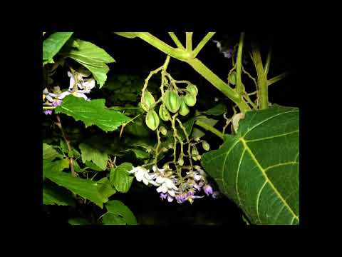 Hardy Tamarillo Test Dez  2021