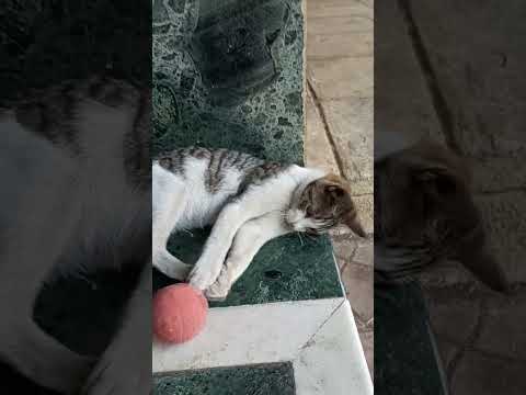 Cat Playing with a ball