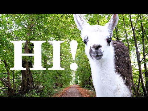 Uma viagem ao zoológico de Weeze (Alemanha) com uma criança - animais e poças