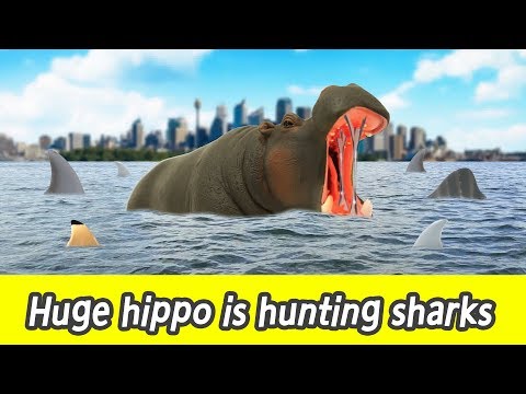 [EN] #80 Huge hippo is hunting sharks, kids education, learn sharks name, Collecta figureㅣCoCosToy