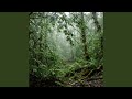 Soothing Nonstop Rain Shower over Mossy Woodland Floor