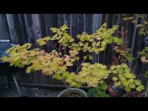 Autumn Moon vs. Moonrise