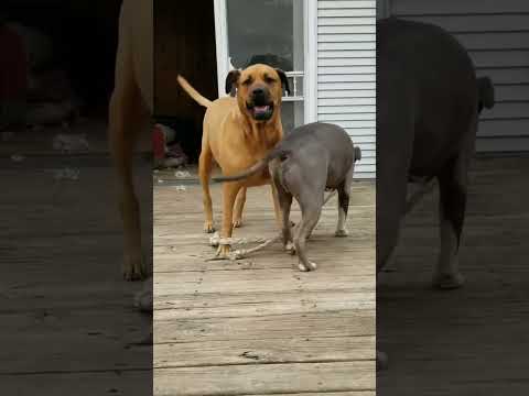 Dallas and Nova, an adoptable Bullmastiff & Pit Bull Terrier Mix in Dixon, IL_image-1