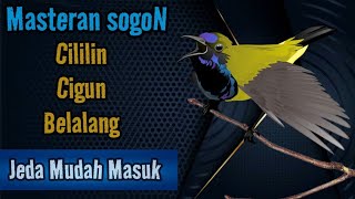 Download lagu MASTER SOGON ISIAN CILILIN, CIGUN, BELALANG EMAS❗Jeda Mudah Masuk.  mp3