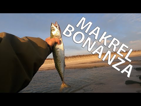 Makrel Bonanza