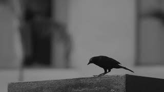 Autumn Clan - Through