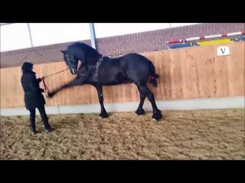 Stal Okkema's Parel trick trained