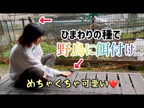 春に鳥の世話をする方法