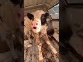 Cute baby cow moo mooing sound #shorts #cute #animalsounds #sapi #funny #baby #short #inek #india