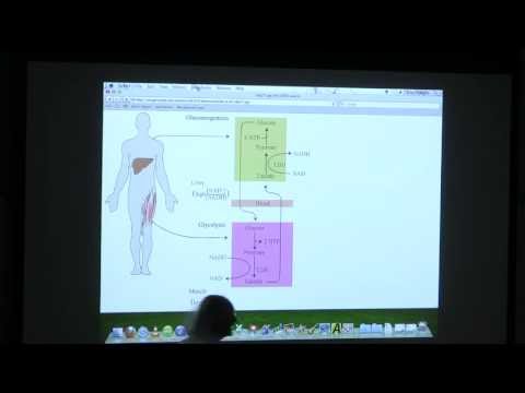 #27 BB 350 Gluconeogenesis - Kevin Ahern's Biochemistry Online