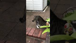 ねこ語を話す寝起きのおじさん#shorts #ショート