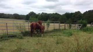 Top Shelf Wood- 3/4 mo