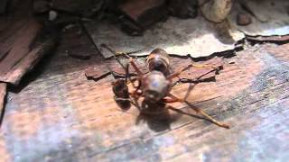 Decapitated wasp grabs its head before flying away