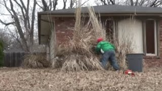 Trimming Pampas Grass With Duct Tape