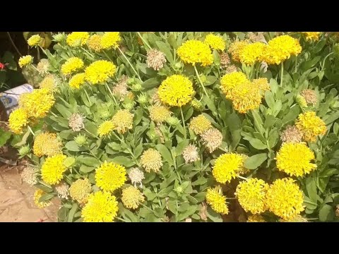 beautiful flowers. #charmi #flowers #gardening #nature