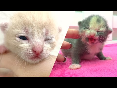Baby kittens are 2 weeks old and they are opening their eyes for the first time