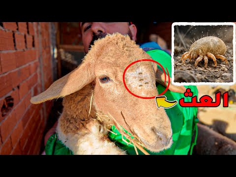 لا تستهين بالعَث! هكذا يهدد صحة خرافك ⚠️
