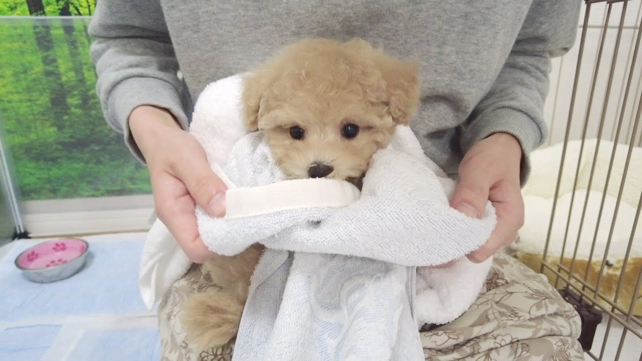ついにティーカッププードルの子犬が新しい家族になりました！