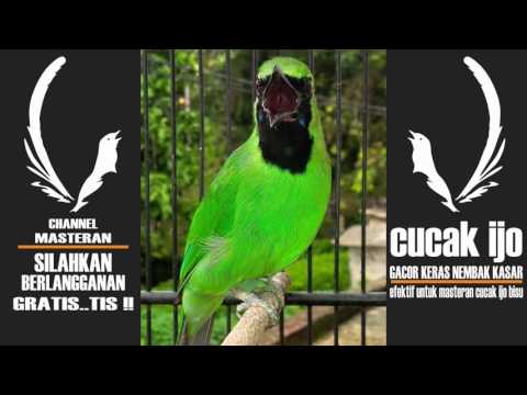 download lagu mp3 mp4 Masteran Cucak Ijo Nembak Kasar, download lagu Masteran Cucak Ijo Nembak Kasar gratis, unduh video klip Masteran Cucak Ijo Nembak Kasar