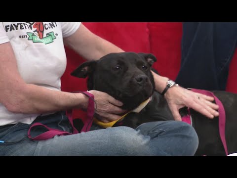 Rescue Roundup Features Sarafina the Sweet Shepherd Mix #FindSarafinaAHome - YouTube