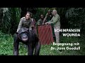 Schimpansin Wounda Begegnung Mit Dr Jane Goodall