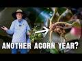 This Acorn Crop Could Ruin Your Deer Season