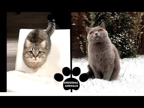 Original Animals #17. CUTE AND FUNNY ANIMALS VIDEO/ МИЛЫЕ И СМЕШНЫЕ ЖИВОТНЫЕ.