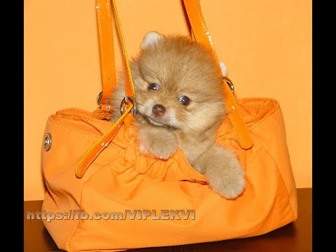 პომერანული შპიცის გოგონა / pomeranuli shpici gogona 579050790