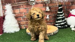 タイニープードルの動画01