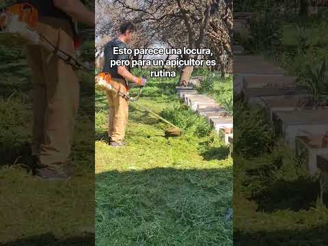 Cortar el pasto entre miles de abejas… sin protección. Amielar | Arata | La Pampa