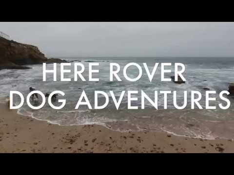 Here Rover - Dog Walking video.