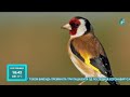 Stručnjaci - hvatanje divljih ptica napad na prirodu, RTV RAZGLEDNICE