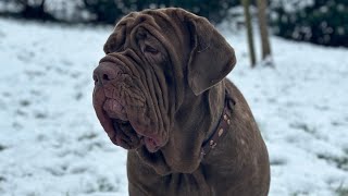 Download lagu Mastino Napoletano Guard of the District @atimanamastinonapoletano2749 mp3